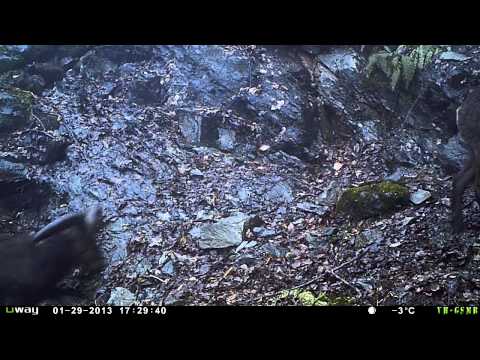 ჯიხვები ვაშლოვანის ნაკრძალში