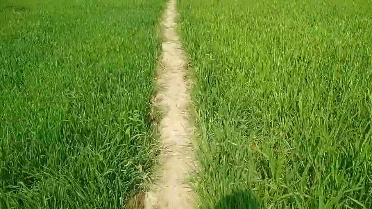 कैरी के ब्लॉग में आप का स्वागत है 🤣 हलुआ  #shorts #viral #like #popular #trend #india #funny #reel