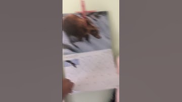 Day 11 of making questionable transitions until 100 subs already almost at 60 #shorts #transition