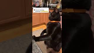 Funny Dogs And Funny Cats Videos #adorablecats #cats #dogs #cuteanimals