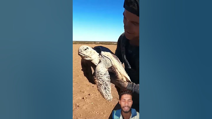 sea turtle stuck in dry tidal mud flats.'