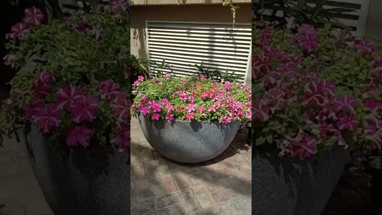 potania colourful plants