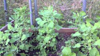 Growing Quinoa (watch in HD)