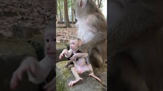 Mother Monkey Scared Run to Hold On Her Baby #monkey #babymonkeybobby #cute