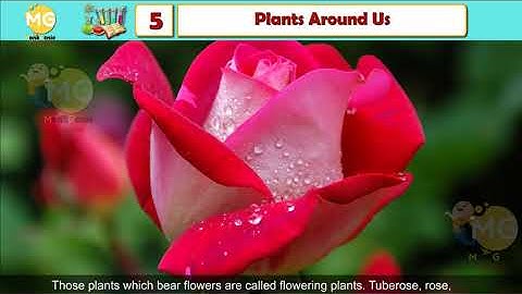 PLANTS AROUND US || CHAPTER 5 || CLASS 4|| EVS || FREE ONLINE LEARNING CLASS