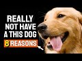 GOLDEN RETRIEVER: 🐶8 REASONS NOT to have a GOLDEN