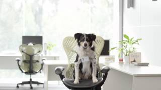 What should I do if my dog has fleas?