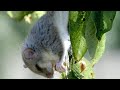 Dormouse and Owl Behavior Assessment