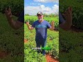 Adivinhe que plantação é essa #roça #plantio #agro #amendoim #sitio