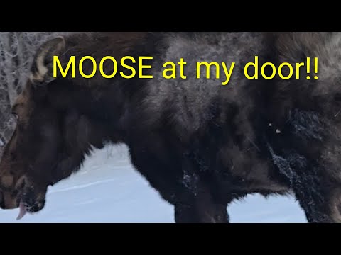 Moose at my door!