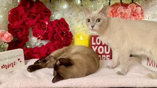 ❤️ Happy Valentine's Day 🥰 Beautiful Relaxing Romantic Music 💕 Burmese Cats Get Cozy 😻 Instrumental