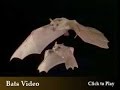 Bat Houses and How To Attract Bats Bat Houses and How To Attract Bats