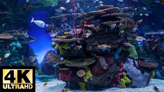 Dream AQUARIUM 4K Underwater Sounds NO Music NO Ads - Fish Tank Underwater Ambience by Soothing Vibes 244 views 1 month ago 3 hours