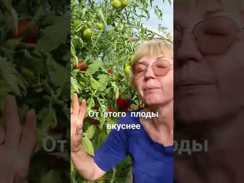 Video: Fotosinteer plante altyd?