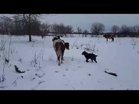 Маленькая и дружба коровы и собаки.  Малика