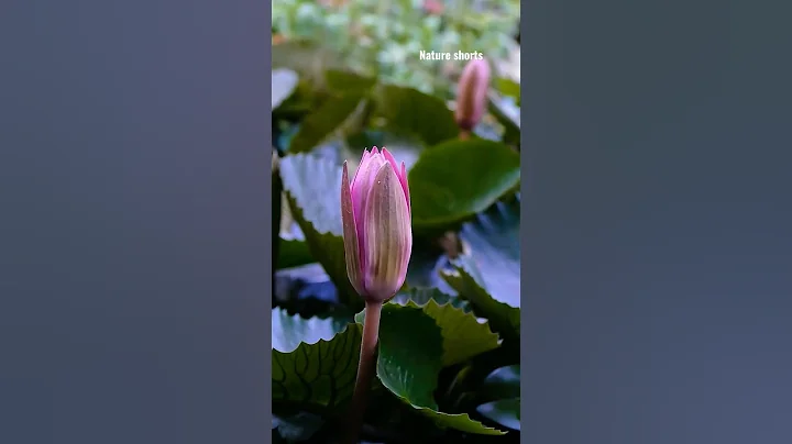 night blooming  lotus flower 😇💓 #lotus #nightlife #blooming opening flower - DayDayNews