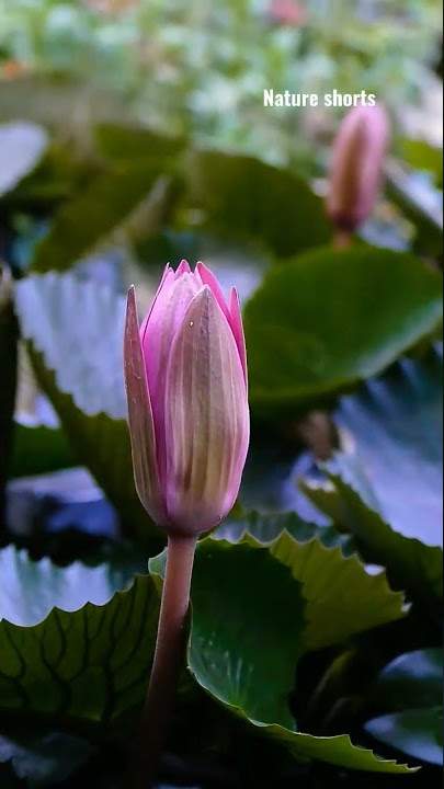 night blooming  lotus flower 😇💓 #lotus #nightlife #blooming opening flower