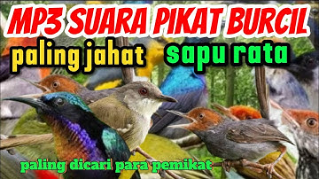 MP3 Suara pikat Burung kecil Sapu rata - Ampuh Paling dicari para pemikat 