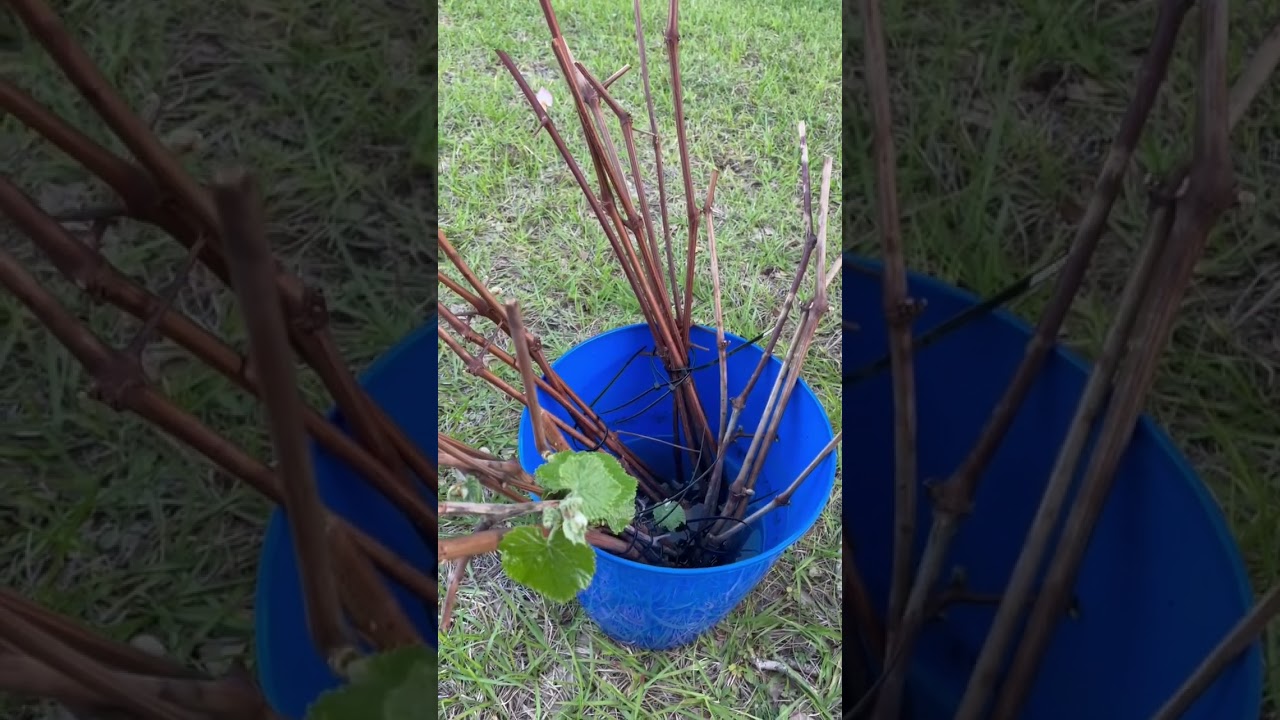How to￼ grow wine grape in  south Florida