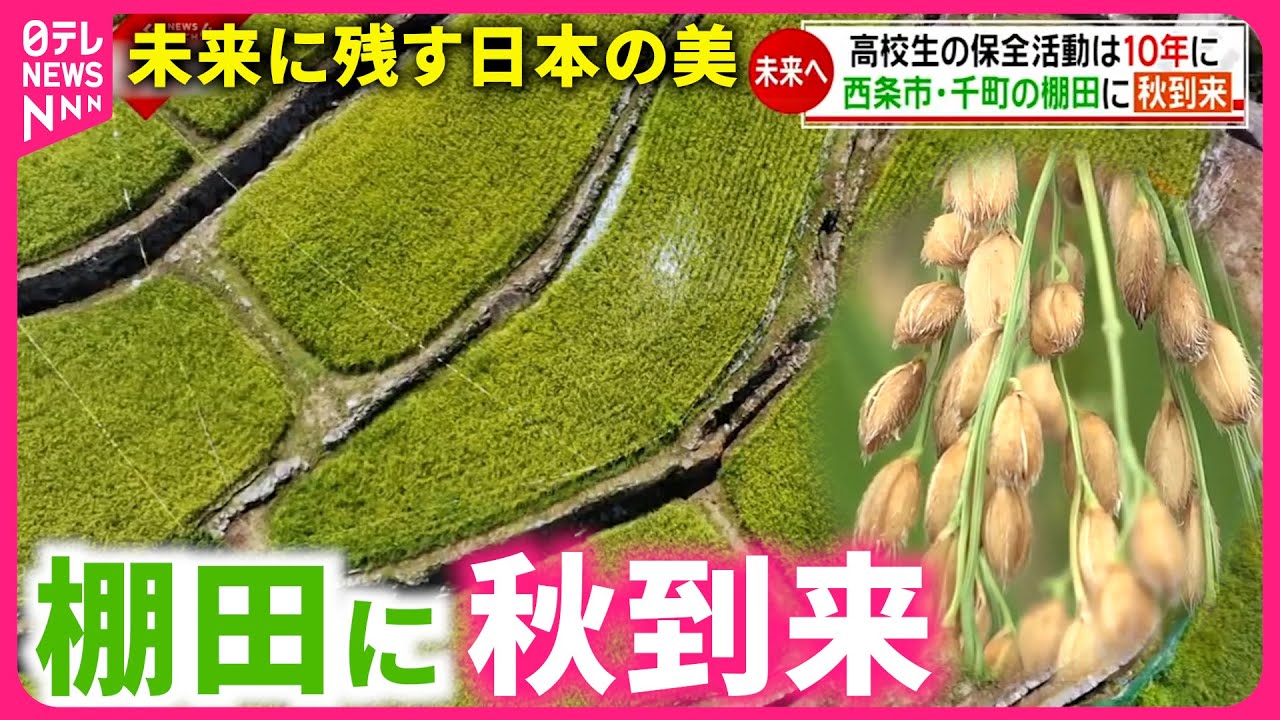 【秋】稲がまさかの事態に !? 棚田を残す高校生らの保全活動　愛媛　NNNセレクション