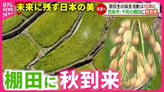 【秋】稲がまさかの事態に !? 棚田を残す高校生らの保全活動　愛媛　NNNセレクション