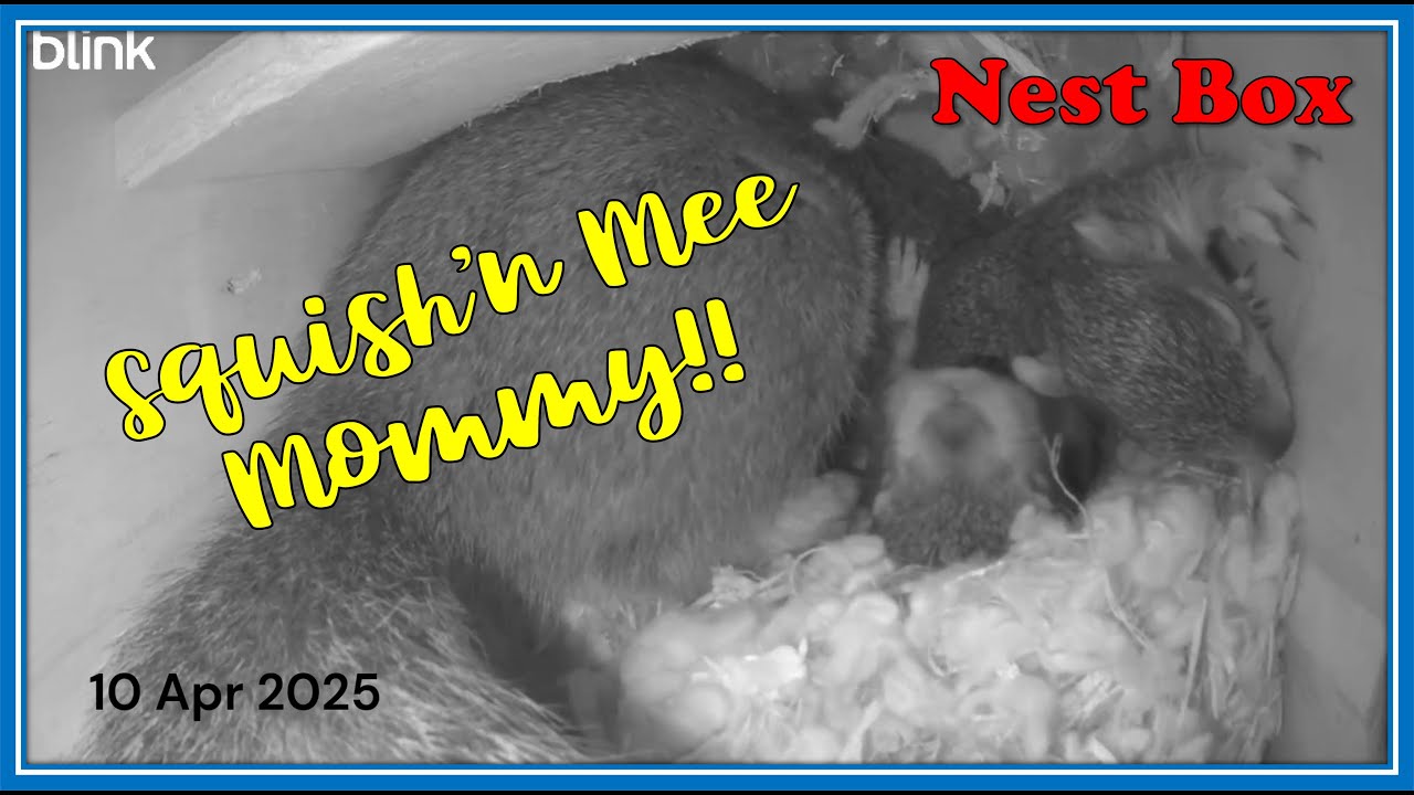 Squirrel Nest Box:  Tight Quarters - Squished Squirrels