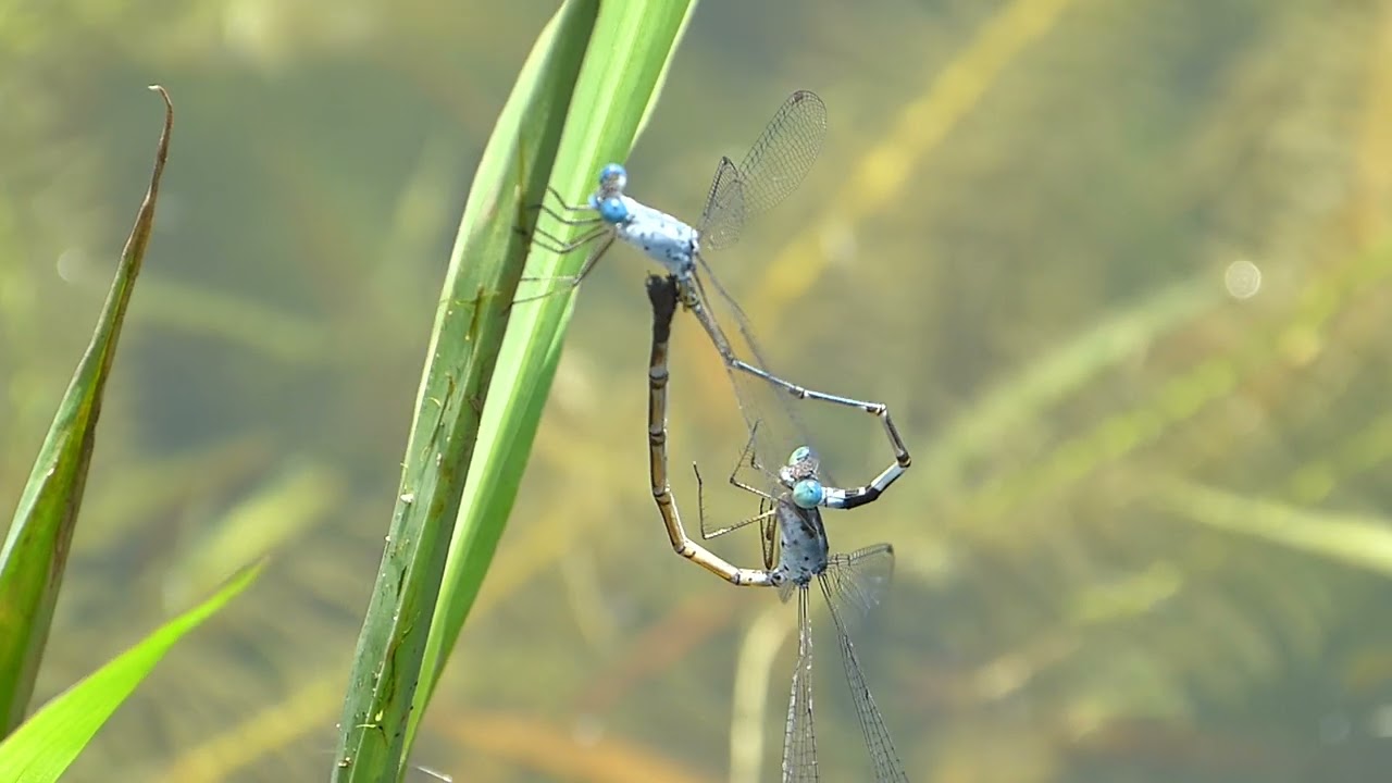 Crenulated Spreadwings m*ting P1260969