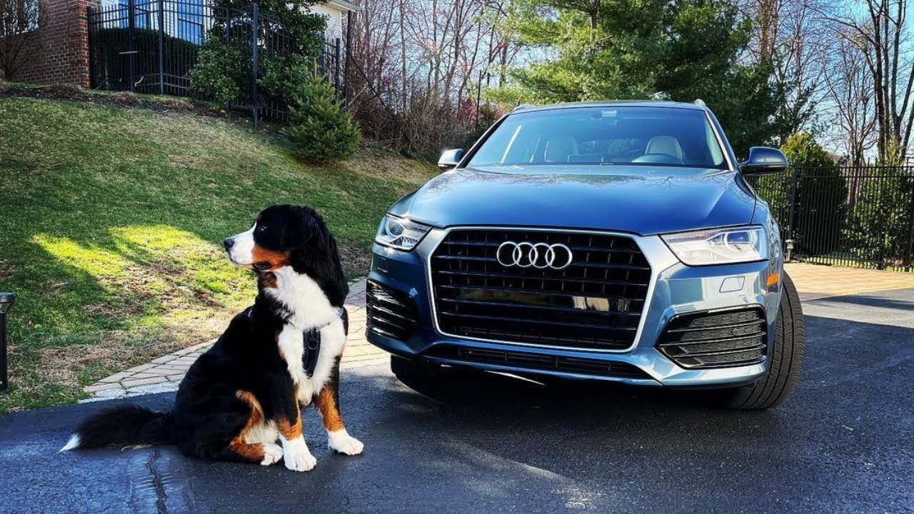 Clever Bernese Mountain Dog YouTube