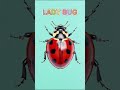 5 Common Insects for Kids | Insect Names in Hindi &amp; English |