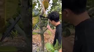Jackfruit Pruning #satisfying #shortsvideo #plants #agriculture #pruning #jackfruit