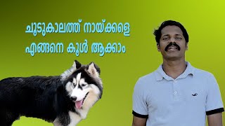 4 May 2024  #dog #tips #malayalam    #How to keep dogs cool in hot weather