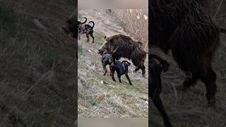 Охота на кабана 🎯 Мощный выстрел в лесу! 🐗🔥 #охота #весенняяохота #охотник #wildboar