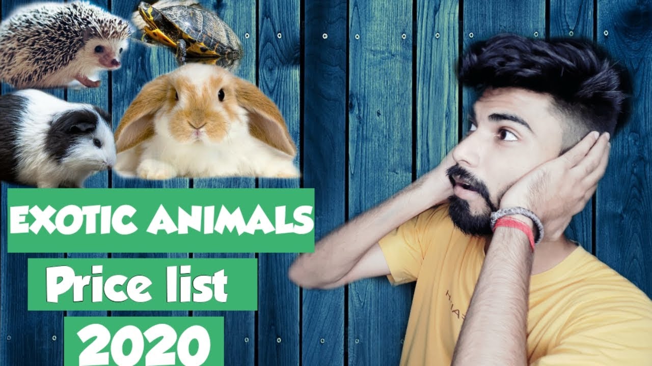 Exotic pets ka shouk hai toh prices jaan le | Exotic pets | popular pet