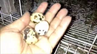 صوت السمان اثناء البيض The sound of quail during eggs