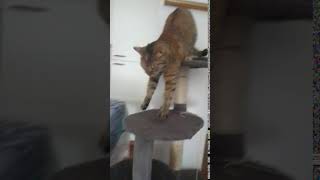 Epic and very short cute cat yawn