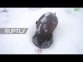 Kroshik - the famous Ladoga seal is BACK!