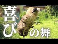 【祝10万人】ふしぎな踊りで銀の盾を喜ぶエミューが可愛すぎます