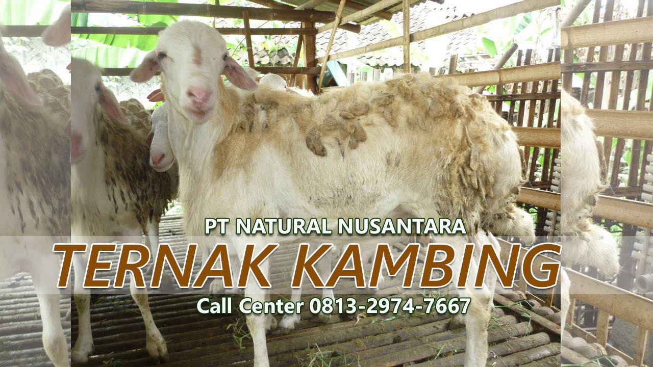 Ternak Kambing Cepat Besar dan Gemuk 
