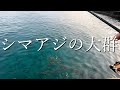 【和歌山】魚影が濃い事で有名な串本なら初心者でも釣れる説！【南紀】堤防・漁港でジグサビキ他