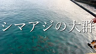 【和歌山】魚影が濃い事で有名な串本なら初心者でも釣れる説！【南紀】堤防・漁港でジグサビキ他