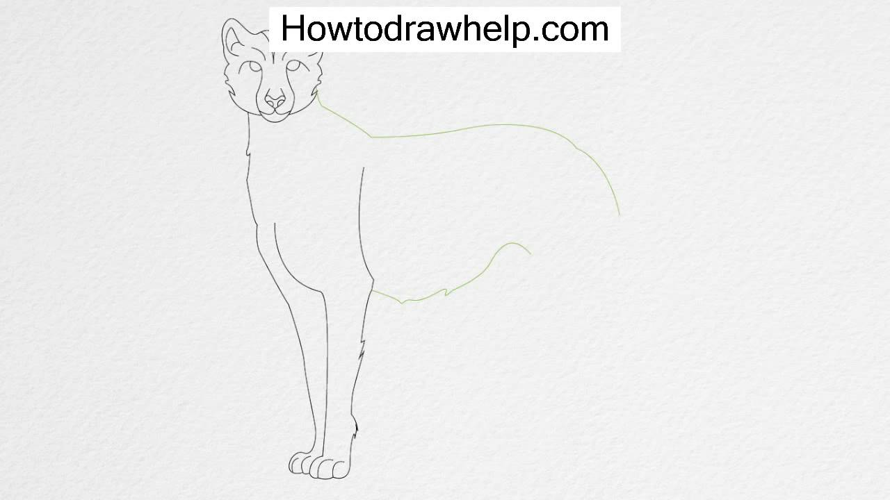 How to draw a CHEETAH step by step for kids - YouTube
