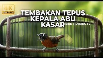 Masteran Tembakan Kasar Tepus Kepala Abu Abu Gacor Audio Jernih