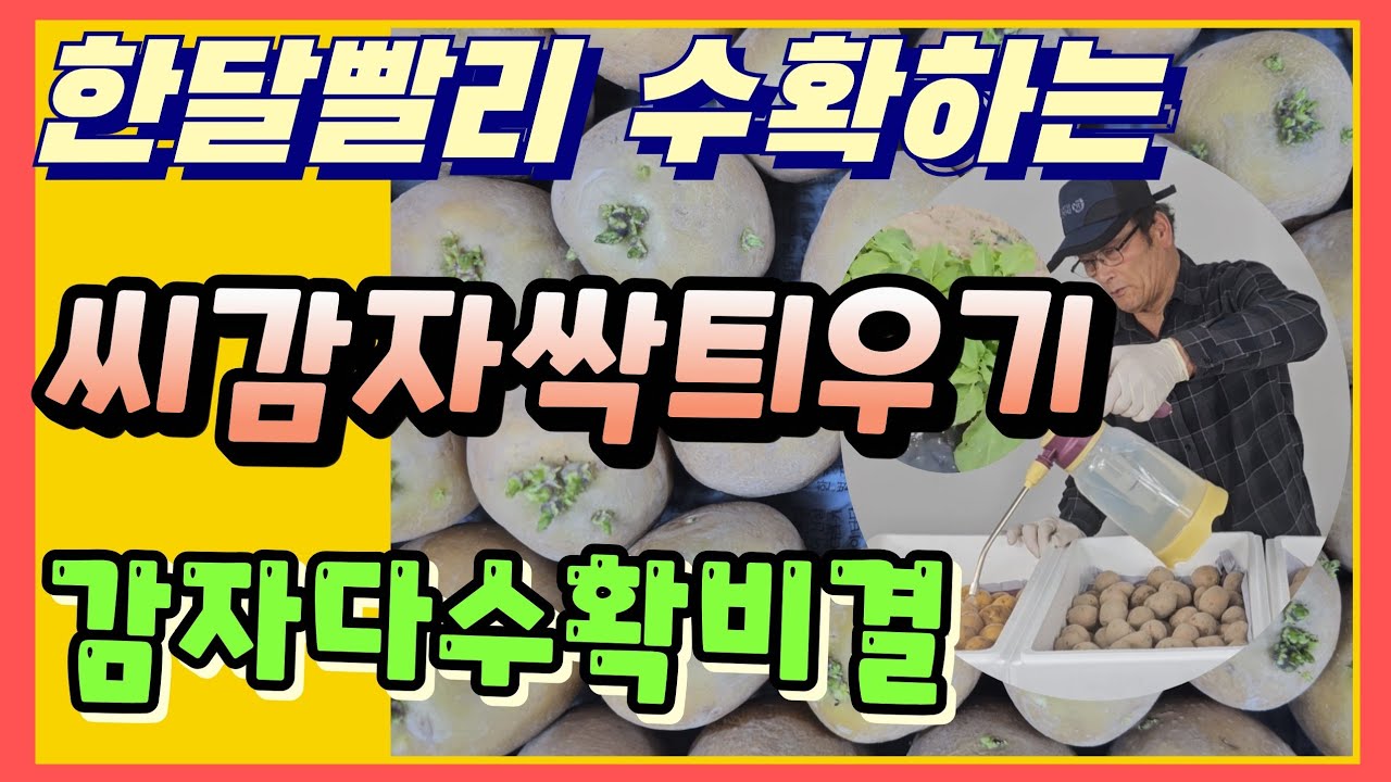 씨감자 한달빨리수확하는 싹틔우기 방법