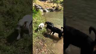 Jack Russell Prove To One Of The Strongest Dog, Whos The Boss