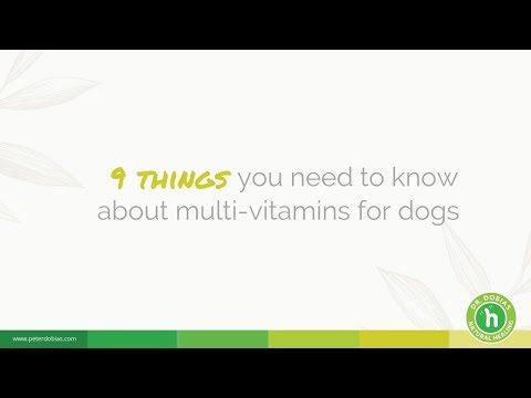 9 Things You Need To Know About Multi-Vitamins For Dogs