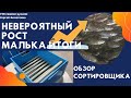 Невероятно быстрый рост малька. Итоги. Обзор сортировщика