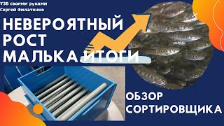 Невероятно быстрый рост малька. Итоги. Обзор сортировщика