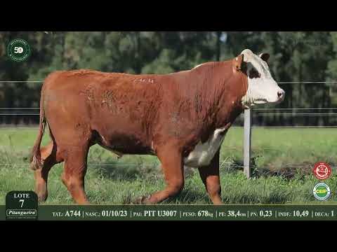 LOTE 7  A744