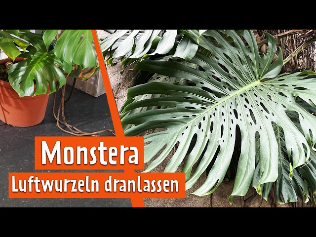 Repotting Monstera including aerial roots | MDR Garden - YouTube
