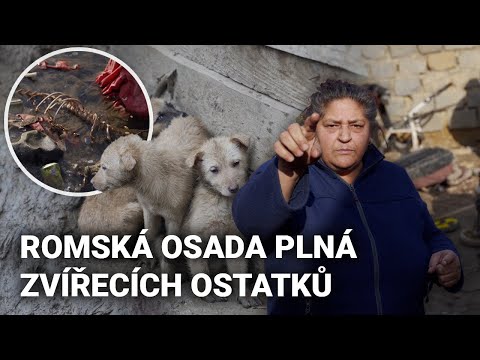 Video: Jedí psi mandarinky?